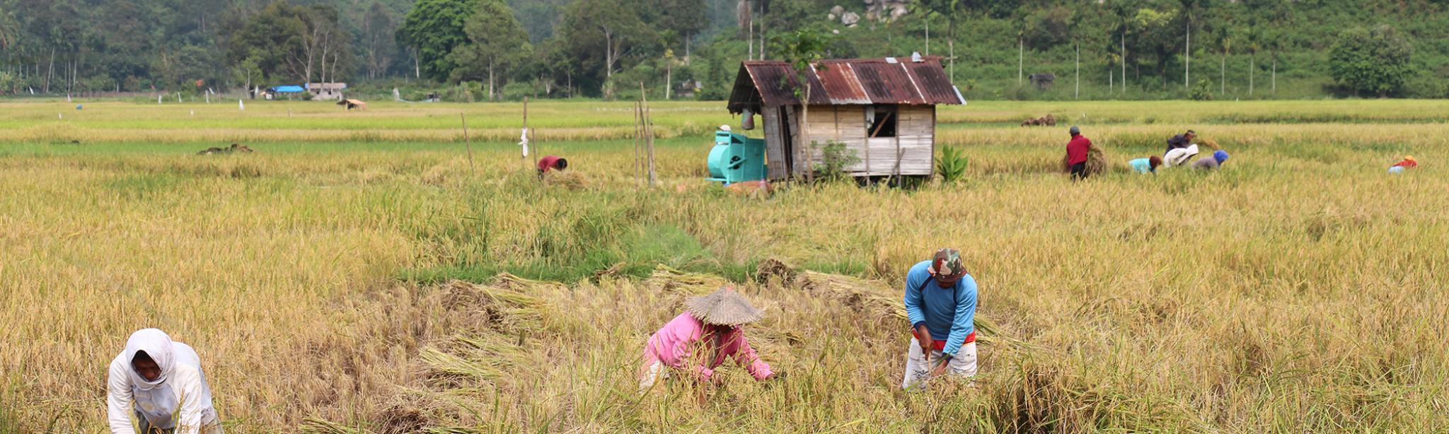Harau Valley Farmers, West Sumatra Harau Valley Farmers, West Sumatra