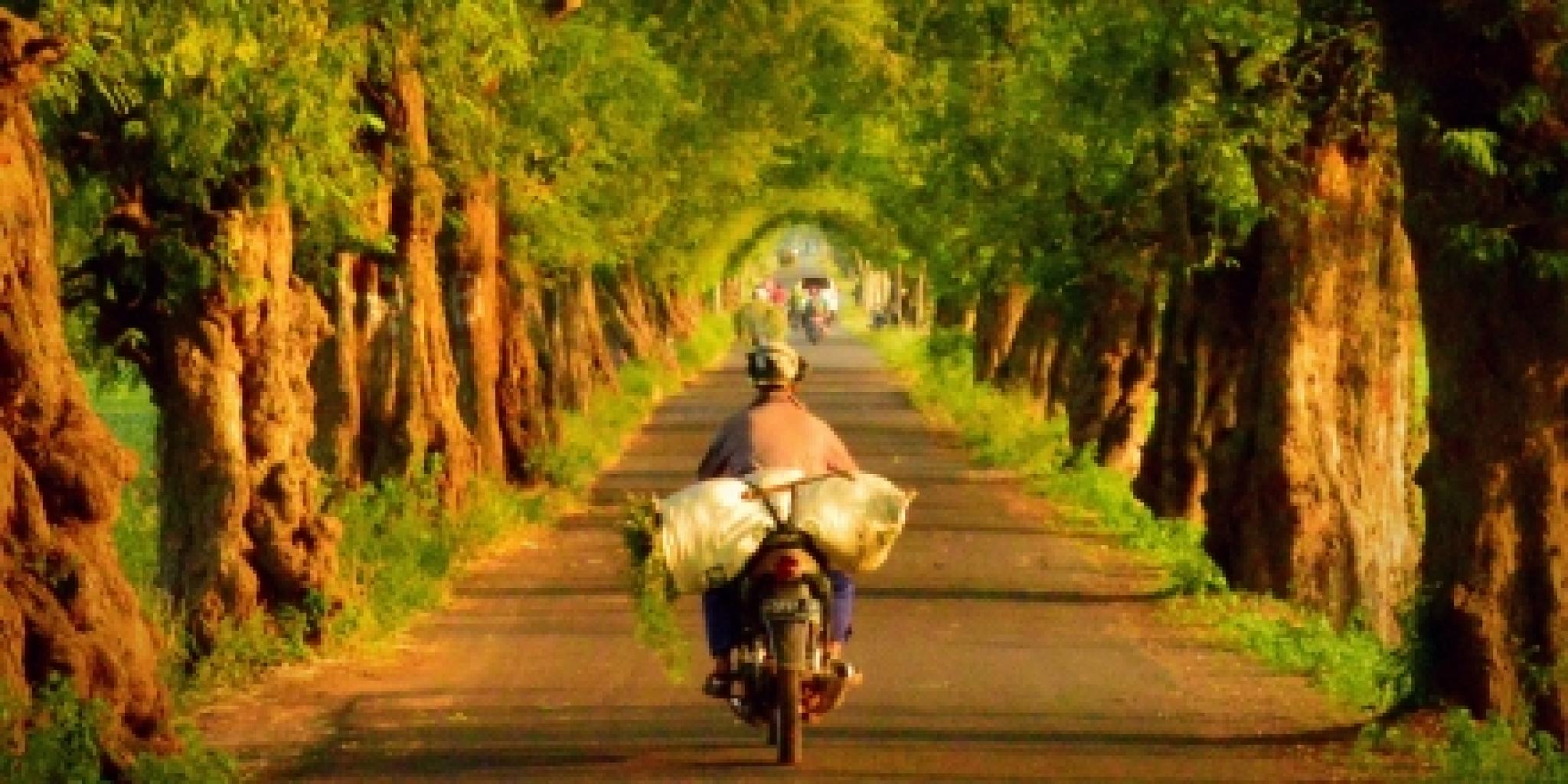 Indonesian man on cycle on tree lined avenue