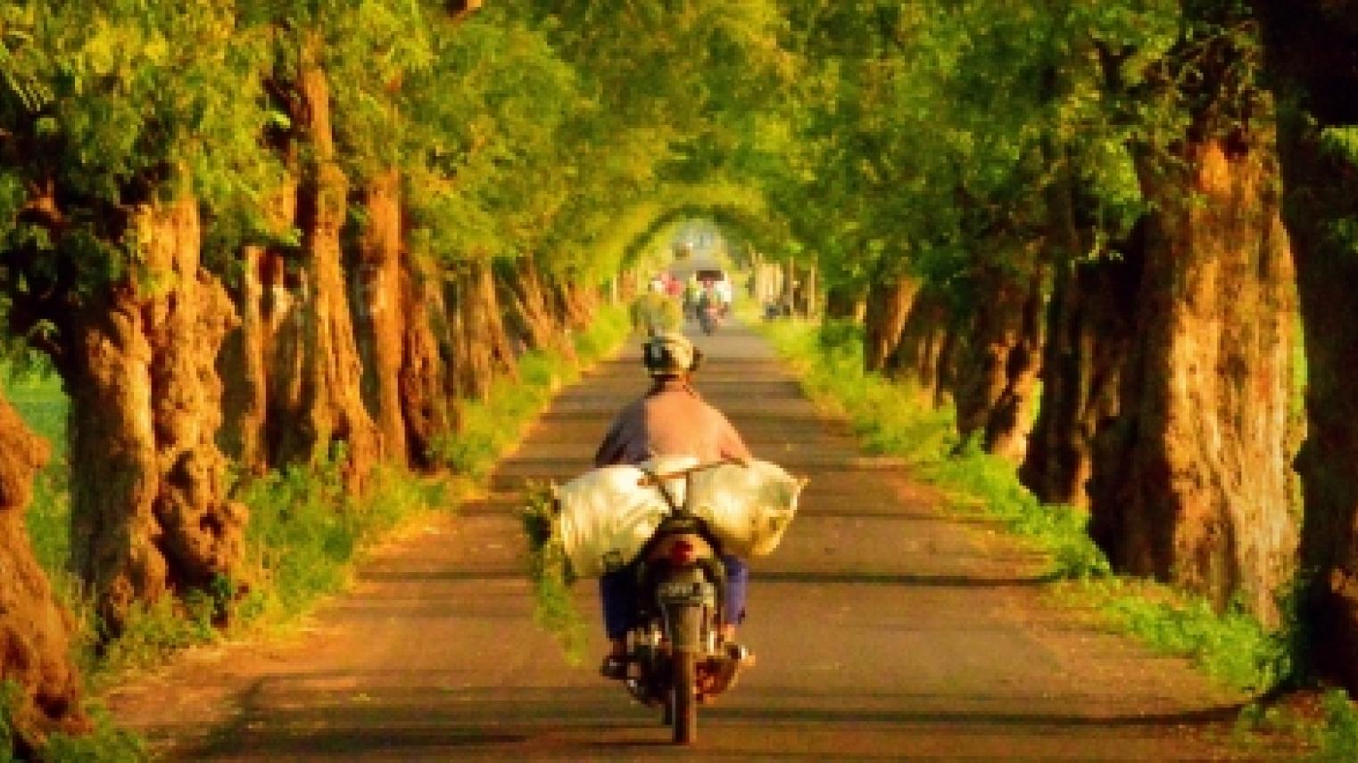 Indonesian man on cycle on tree lined avenue